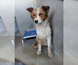 Border Collie-Unknown Mix Dogs for adoption in San Bernardino, CA, USA