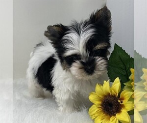 Medium Yorkshire Terrier