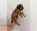 Small #3 Bernedoodle