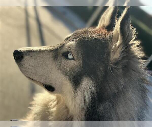 Medium Photo #4 Siberian Husky-Unknown Mix Puppy For Sale in Elk Grove, CA, USA