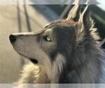 Small #3 Siberian Husky Mix