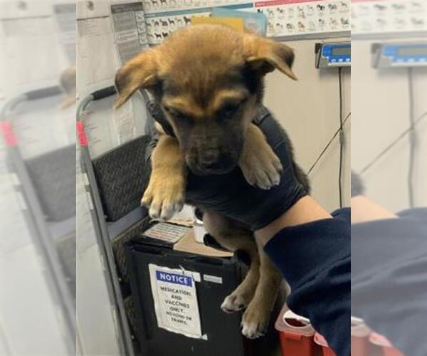 Medium Photo #1 German Shepherd Dog-Unknown Mix Puppy For Sale in Visalia, CA, USA