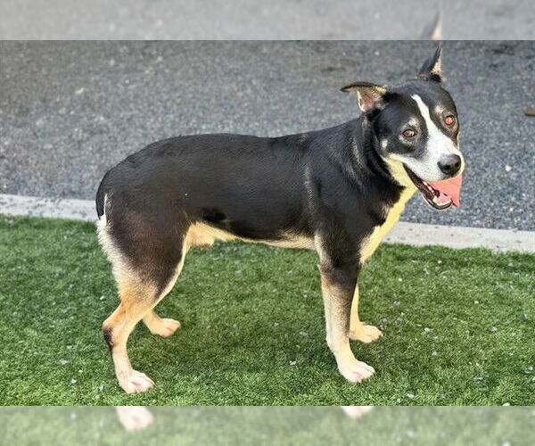 Medium Photo #2 Siberian Husky-Unknown Mix Puppy For Sale in Moreno Valley, CA, USA