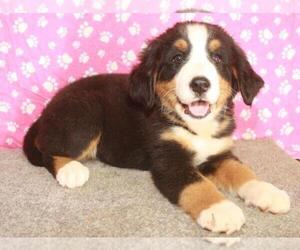 Bernese Mountain Dog Puppy for sale in SHAWNEE, OK, USA