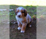 Small Photo #6 Miniature Australian Shepherd Puppy For Sale in LIVE OAK, CA, USA