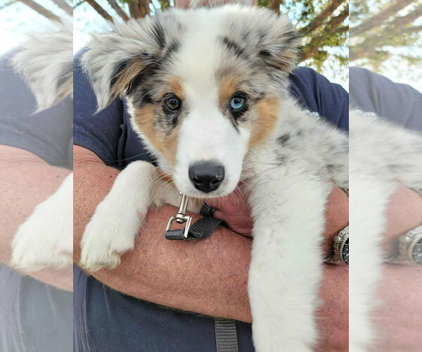 Medium Photo #1 Australian Shepherd-Unknown Mix Puppy For Sale in Grafton, WI, USA