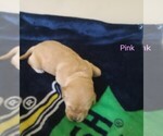 Puppy Pink Goldendoodle
