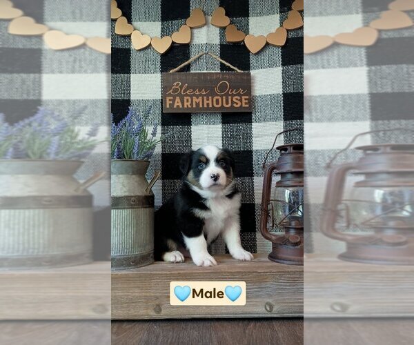 Medium Photo #1 Miniature Australian Shepherd Puppy For Sale in FULTON, MO, USA
