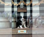 Small Miniature Australian Shepherd