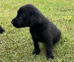 Small #1 Shepradors