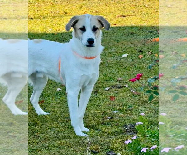 Medium Photo #3 Great Pyrenees-Unknown Mix Puppy For Sale in Canton, CT, USA