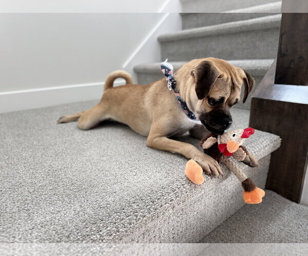 Medium Photo #3 Pug-Unknown Mix Puppy For Sale in Sandy, UT, USA