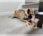 Small #2 Pug Mix