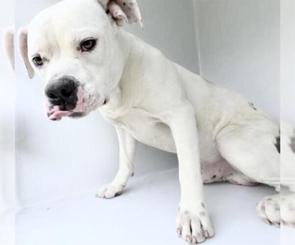 Medium Photo #2 American Bulldog Puppy For Sale in Houston, TX, USA