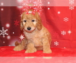 Small Photo #2 Goldendoodle Puppy For Sale in FROSTPROOF, FL, USA