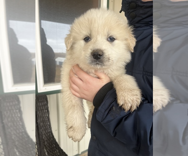 Medium Photo #1 Great Pyrenees Puppy For Sale in LAWSON, MO, USA