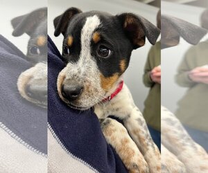 Mutt Dogs for adoption in Wakefield, RI, USA