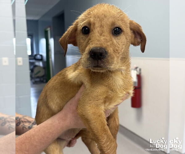 Medium Photo #3 Labrador Retriever-Unknown Mix Puppy For Sale in Washington, DC, USA