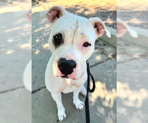 Mutt Dogs for adoption in Sacramento, CA, USA