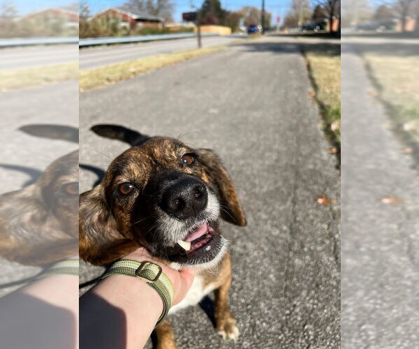 Medium Photo #4 Beagle Puppy For Sale in Evansville, IN, USA