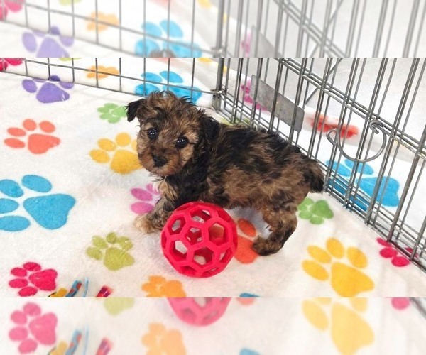 Medium Photo #7 Yorkipoo Puppy For Sale in ORO VALLEY, AZ, USA