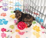 Small #6 Yorkipoo