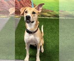 Small #2 Basenji-Carolina Dog Mix