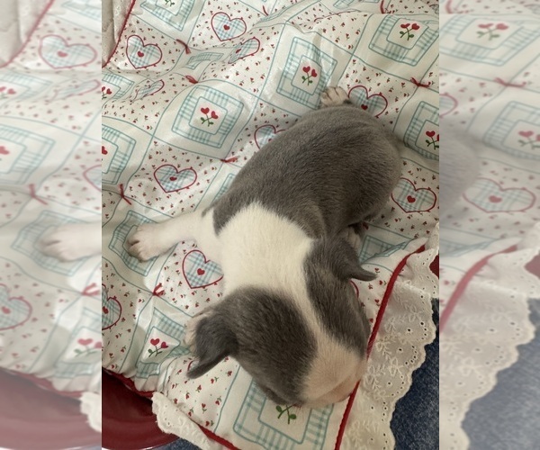 Medium Photo #4 Boston Terrier Puppy For Sale in FREDONIA, KS, USA