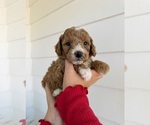 Small #5 Poodle (Miniature)