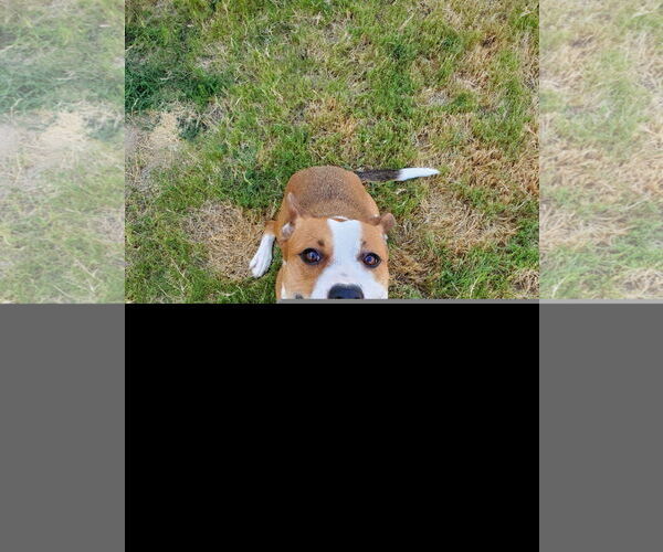 Medium Photo #2 American Pit Bull Terrier-Unknown Mix Puppy For Sale in Denton, TX, USA