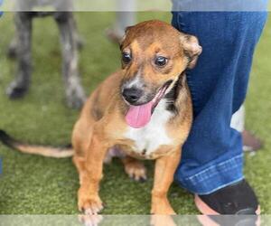 American Pit Bull Terrier-Dachshund Mix Dogs for adoption in Waco, TX, USA