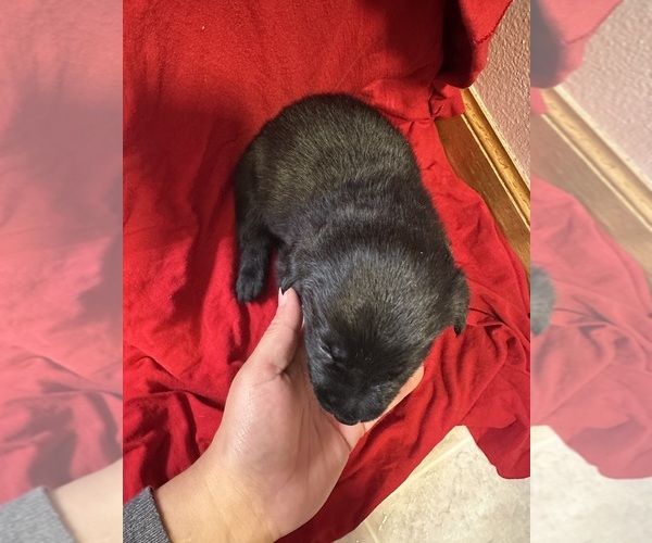 Medium Photo #6 Labrador Retriever Puppy For Sale in FARGO, ND, USA