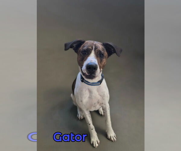Medium Photo #1 Beagle-Pointer Mix Puppy For Sale in Port Clinton, OH, USA