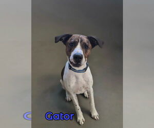 Beagle-Pointer Mix Dogs for adoption in Port Clinton, OH, USA