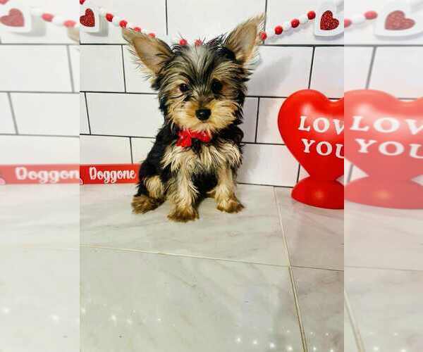Medium Photo #2 Yorkshire Terrier Puppy For Sale in INDIANAPOLIS, IN, USA