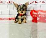 Small #1 Yorkshire Terrier