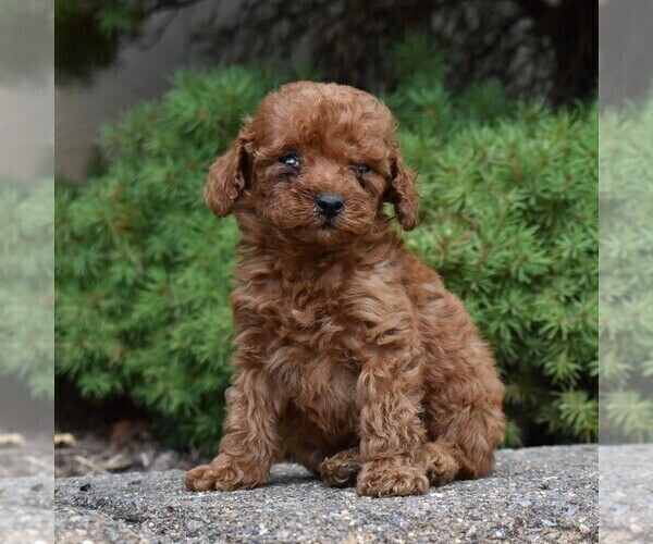 Medium Photo #1 Poodle (Miniature) Puppy For Sale in MILLERSTOWN, PA, USA