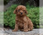 Small Photo #1 Poodle (Miniature) Puppy For Sale in MILLERSTOWN, PA, USA