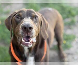 Bloodhound Dogs for adoption in Tulsa, OK, USA