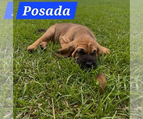 Medium Photo #5 Bloodhound Puppy For Sale in FOLSOM, LA, USA