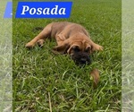 Small Photo #5 Bloodhound Puppy For Sale in FOLSOM, LA, USA