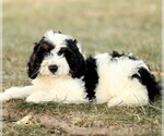 Puppy Bonnie Bernedoodle (Miniature)