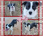 Small #5 American Pit Bull Terrier-American Staffordshire Terrier Mix