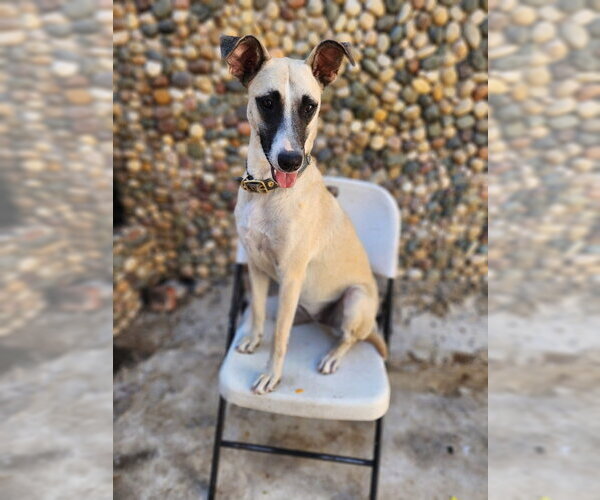 Medium Photo #3 Black Mouth Cur Puppy For Sale in San Diego, CA, USA