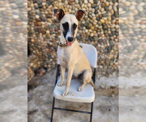 Roma - Female Black Mouth Cur Dog for Adoption - Photo #3