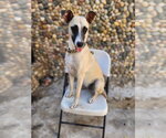 Small #2 Black Mouth Cur