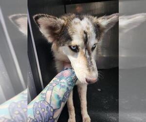 Huskies -Unknown Mix Dogs for adoption in San Antonio, TX, USA