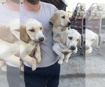 Small Photo #1 Golden Labrador Puppy For Sale in DELTA, CO, USA