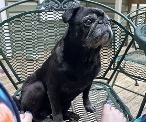 Father of the Pug puppies born on 05/05/2025