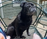 Small Photo #1 Pug Puppy For Sale in RURAL HALL, NC, USA
